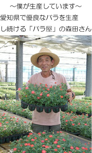 �ߥ˥Х� �Х� �ޥ饯���㥳����� ������� 3��ȭ 4�ĥ��å� ����ľ�� �����ǥ˥� �Х��� �����ʥХ�