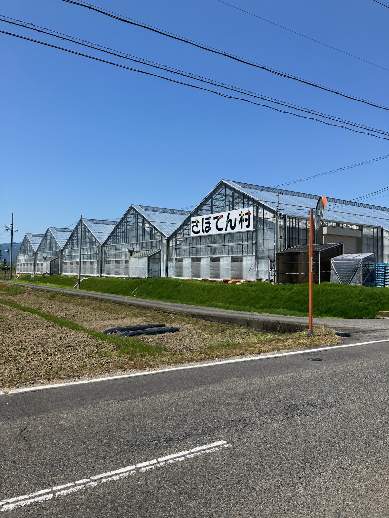 金鯱 キンシャチ ゴールデンバレスカクタス サボテン 12号 引っ越し祝い 大鉢 新築...