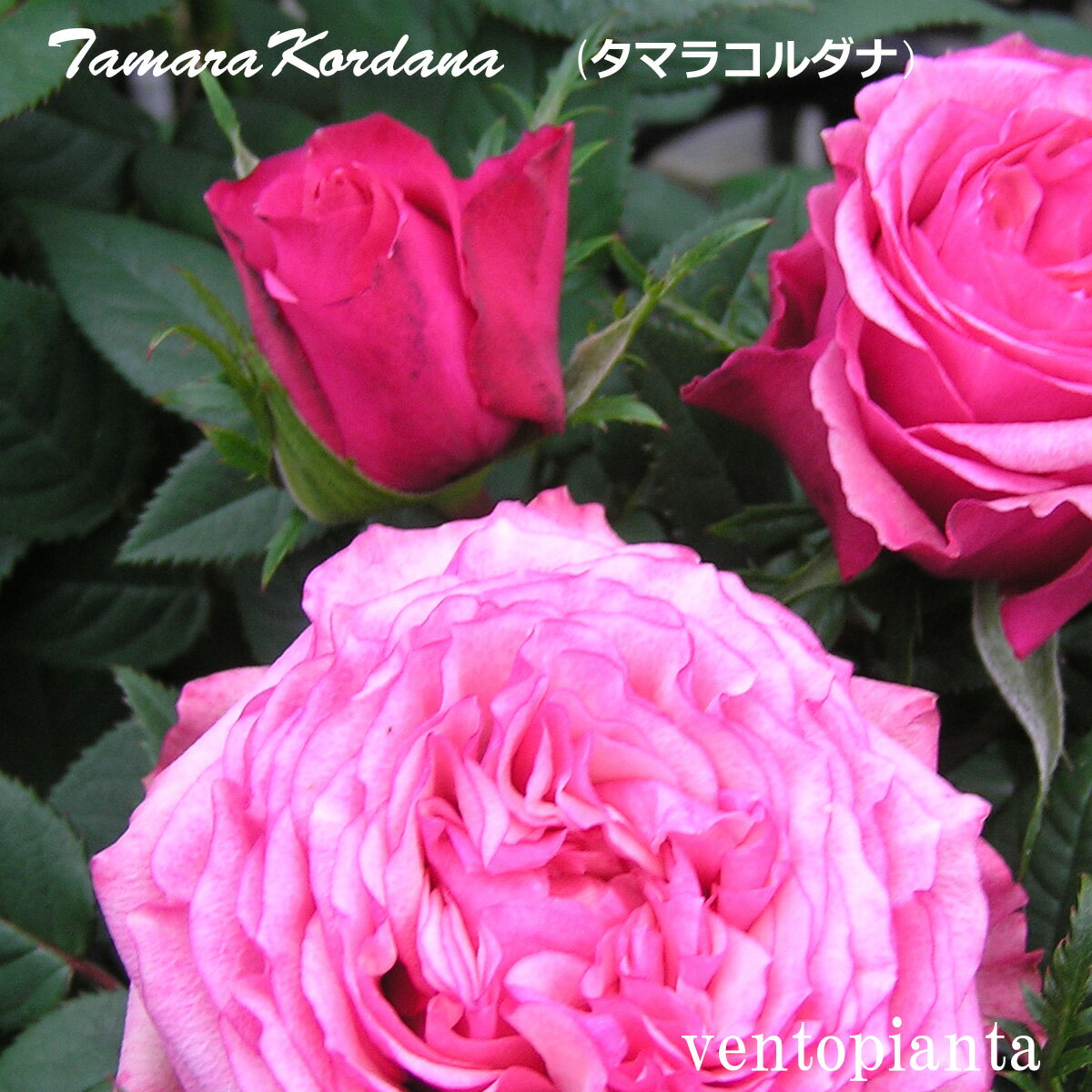 商品情報使用花材ミニバラアンティークコルダナサイズ9cm（3号）POT最短出荷日9月20日より順次お届けミニバラ タマラコルダナ バラ 3号鉢 3号鉢×4個 開花予定株 コルダナ コルダーナ コルデス バラ屋 ミニバラ苗 ローズガーデン イ...