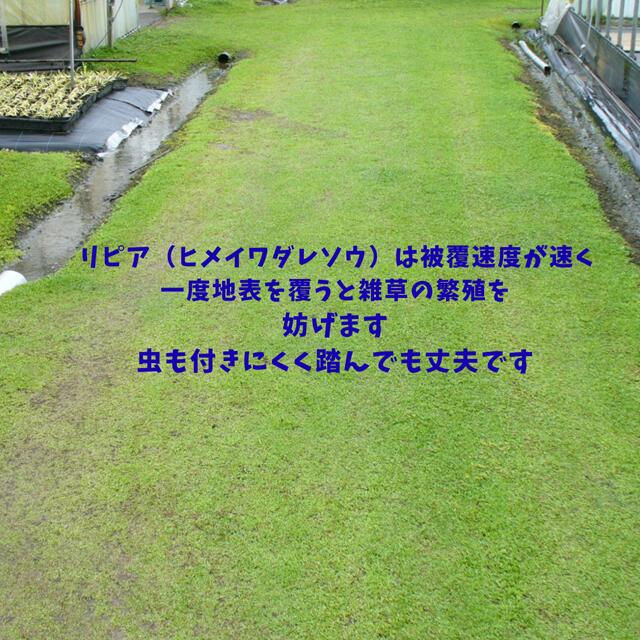 リピア ヒメイワダレソウ 雑草予防 よく育つ グランドカバー グランドカバープラン...