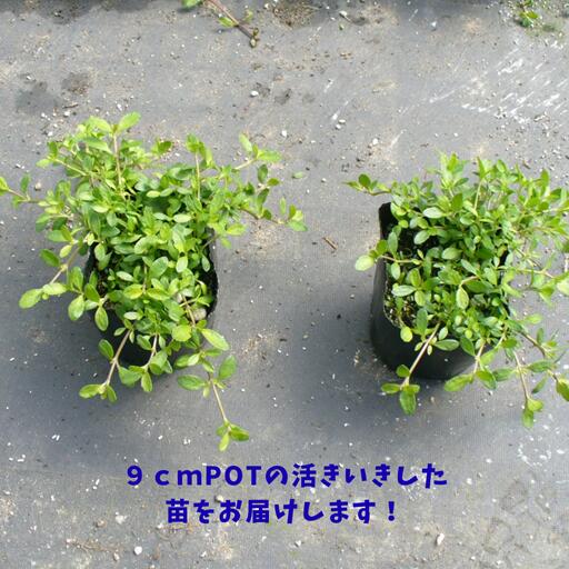 リピア ヒメイワダレソウ 雑草予防 よく育つ グランドカバー グランドカバープラン...