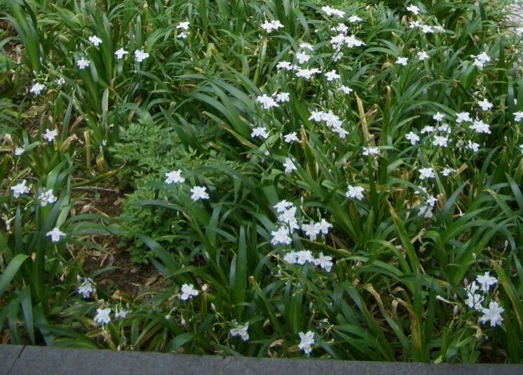 シャガ 14POTセット グランドカバー 良く育つ 常緑 3.5号POTまとめ買い 大きな面積の植え込みがつくれる野趣あふれるグランドカバープランツです。群生して一斉に花を咲かせる様は見事です。やや湿り気のある土を好みます。 5