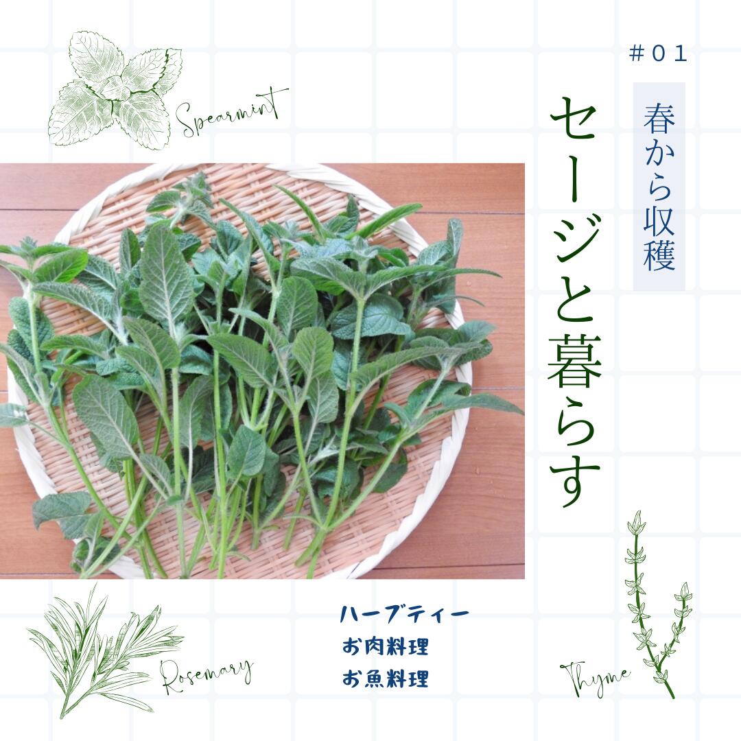 ラベンダーセージ ハーブ 9cmPOT 4～20個セット 育てやすいプ ランター栽培可能 観...