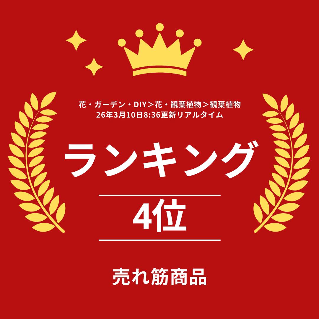 金鯱 キンシャチ ゴールデンバレスカクタス サボテン 12号 引っ越し祝い 大鉢 新築...