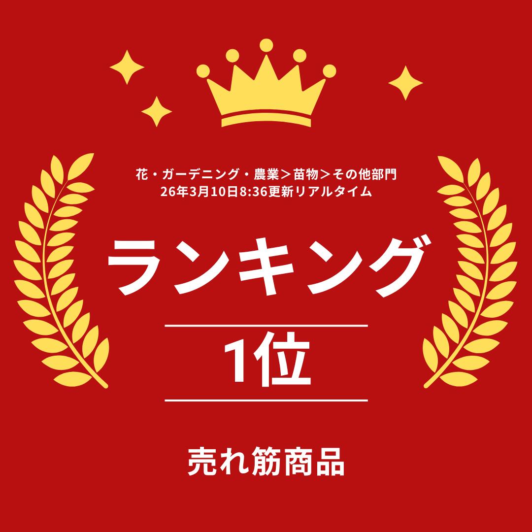 金鯱 キンシャチ ゴールデン パレスカクタス 玉サボテン サボテン 8号 引っ越し祝...