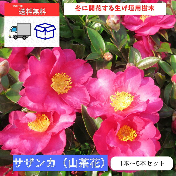 サザンカ 15cmポット さざんか 山茶花 タチカン 赤花 苗 植木 苗木 庭 生垣 目隠し...