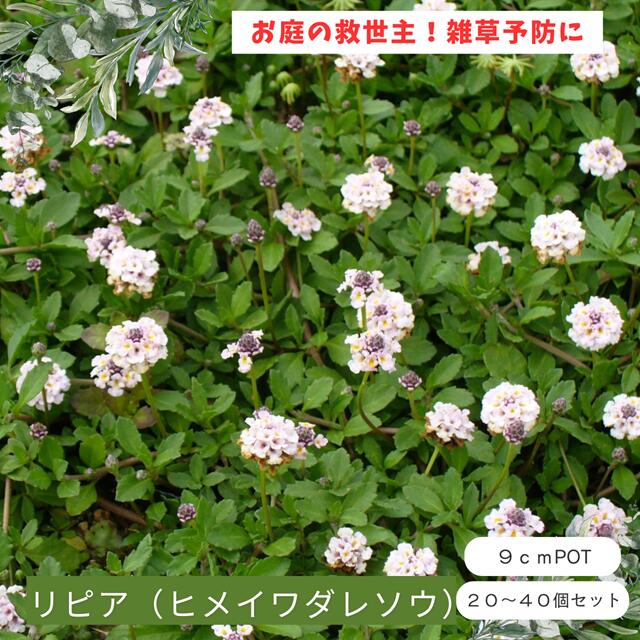 リピア ヒメイワダレソウ 雑草予防 よく育つ グランドカバー グランドカバープラン...