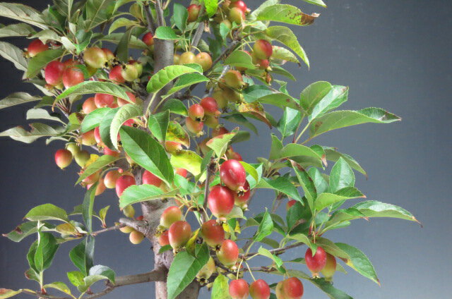 期間限定特価 盆栽 実付き 深山カイドウ 桜姫 の鉢植え盆栽 現品 Stanchem Inc Com