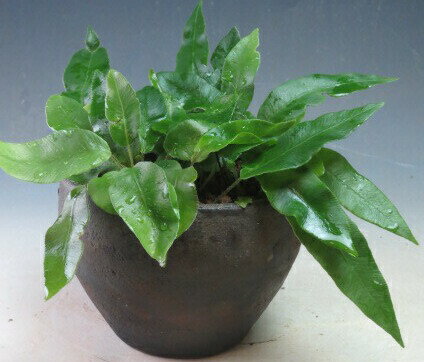 Rakuten - ヘラシダの鉢植え【現品】