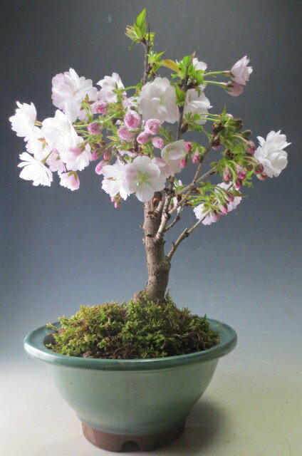 盆栽　桜　花芽付き！八重桜（中）の鉢植え　2026開花予定