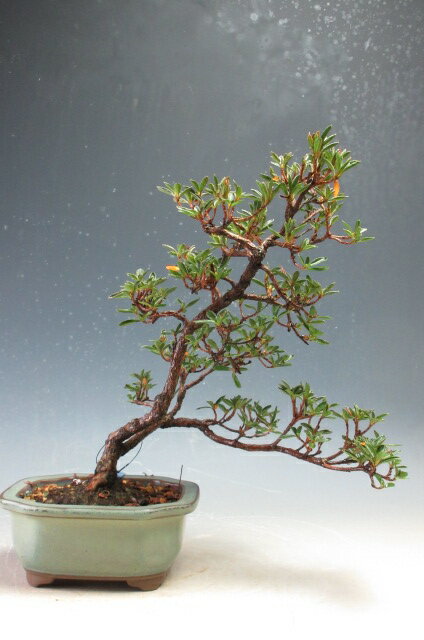 盆栽 花芽付！皐月（サツキ）（星の輝）【現品】2026春開花予定