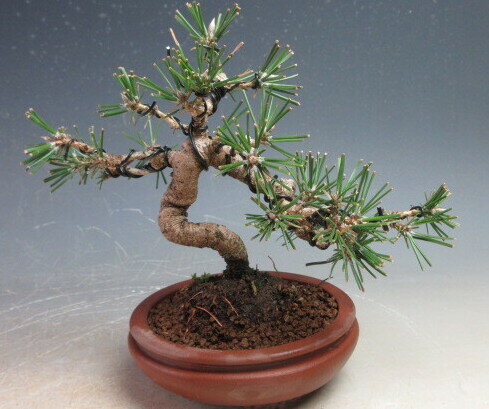 盆栽　黒松　文人【現品】