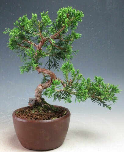 ミニ盆栽　糸魚川真柏/シンパク【現品】