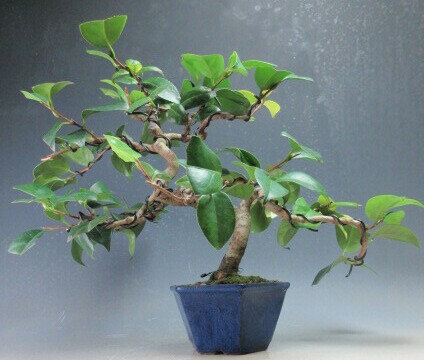 盆栽　椿　花芽付き！赤花ヤブ椿の鉢植え盆栽【現品】2026早春開花予定