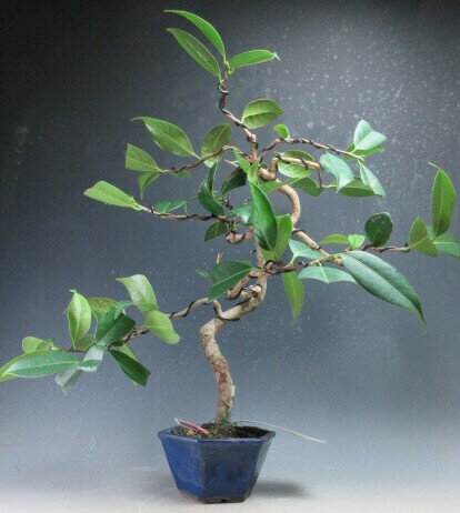 盆栽 花芽付き！椿（太郎冠者）の盆栽【現品】2026早春開花予定