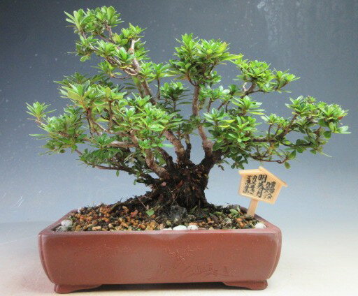 盆栽　花芽付き！皐月（さつき/サツキ）明美の月（咲き分け）【現品】2026春開花予定