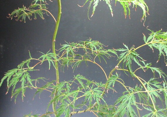 �ߺϡ��ĥ������ߥ�/��ߤ���ȭ�����ߺϡڸ��ʡۡڲ��졦�̳�ƻ��Υ��ȯ���Բġ�