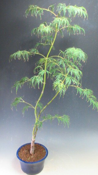 盆栽　青シダレモミジ/もみじの鉢植え盆栽【現品】【沖縄・北海道・離島発送不可】
