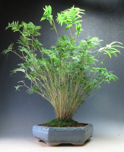 金明竹の鉢植え（特大）【現品】【北海道・沖縄・離島発送不可】