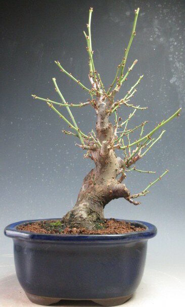 梅盆栽　花芽付き！一重野梅（太幹）（白花）【現品】2026早春開花予定