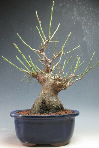 梅盆栽　花芽付き！一重野梅(太幹）【現品】2026早春開花予定