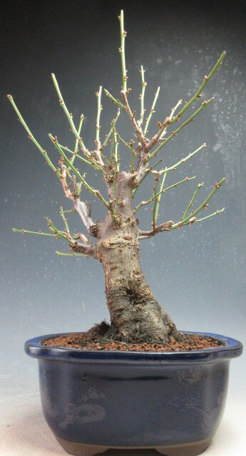 盆栽 梅 花芽付き！一重野梅 （太幹）【現品】2026早春開花予定