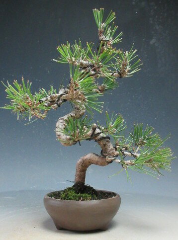 盆栽　黒松【現品】