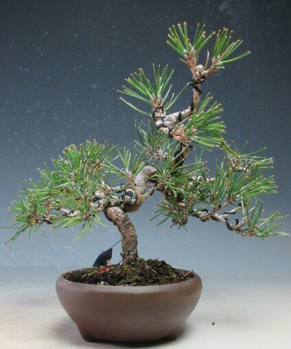 盆栽　黒松【現品】