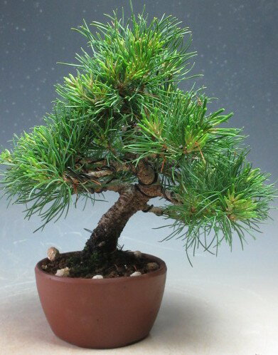 Japanese White Pine - 盆栽　吾妻五葉松/アズマゴヨウマツのミニ盆栽【現品】