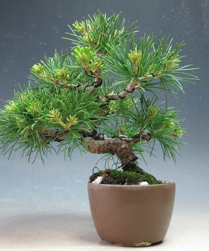Japanese White Pine - 盆栽　松　吾妻五葉松【現品】