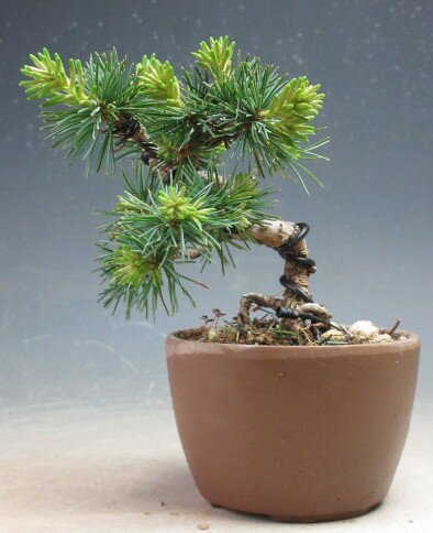 Japanese White Pine - 盆栽　四国　赤石五葉松　根上がりミニ盆栽【現品】