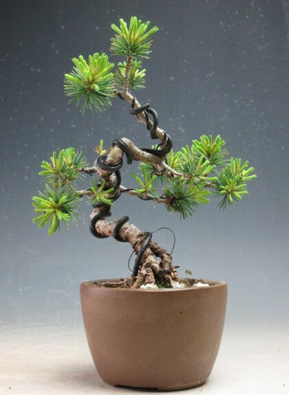 Japanese White Pine - 盆栽　四国　赤石五葉松　根上りミニ盆栽【現品】