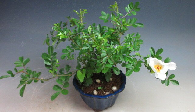 ナニワバラの鉢植え