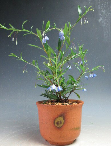 盆栽　花芽付き！オーストラリアンブルーベル（ソリア）鉢植え　2026早春開花中　【北海道・沖縄・離島発送追加料金】