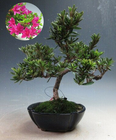 黒松盆栽と３種類の皐月の花 楽天市場】盆栽 皐月（盆栽｜花・観葉植物）：花・ガーデン・DIYの通販