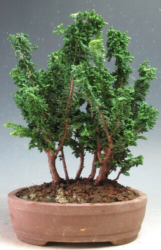 楽天市場】石 寄せ植えの通販