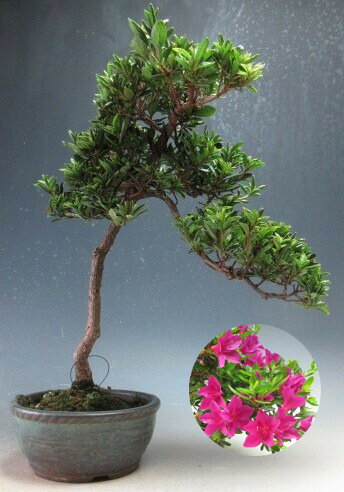 楽天市場】盆栽 皐月（盆栽｜花・観葉植物）：花・ガーデン・DIYの通販