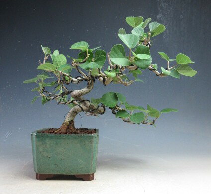 楽天市場】ハマボウ（花・観葉植物｜花・ガーデン・DIY）の通販