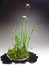 夏の山野草 シラサギカヤツリの植え込み 2025初夏〜開花予定