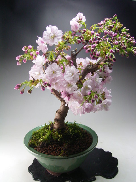 【アウトレット】桜盆栽　八重桜の鉢植え盆栽　【北海道・沖縄・