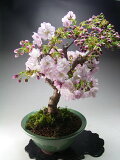 八重桜の鉢植え【送料無料】再入荷