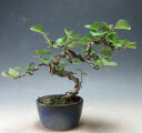 ミニ盆栽 ハマボウの鉢植え盆栽【現品】