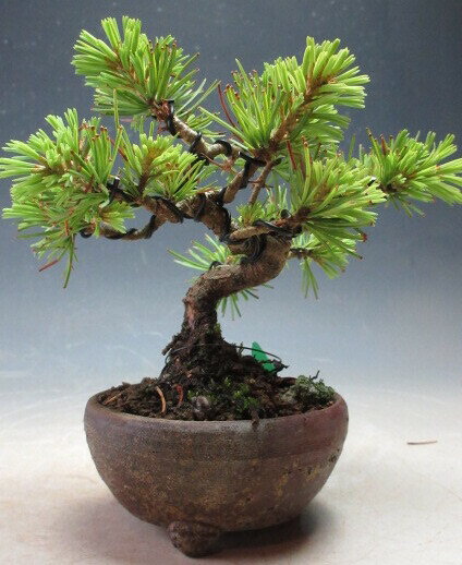 盆栽 吾妻五葉松/アズマゴヨウマツのミニ盆栽【現品】