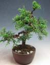 盆栽 挿木12年生 糸魚川真柏【現品】