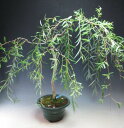 【アウトレット】盆栽 六角堂柳の鉢植え盆栽 大 幹に傷あり【現品】【沖縄・離島発送不可】