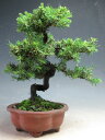 ミニ盆栽 八房杜松/トショウ【現品】