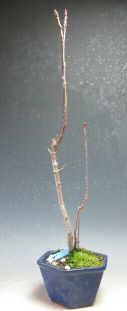 盆栽　ナナカマドの寄せ植え【現品】