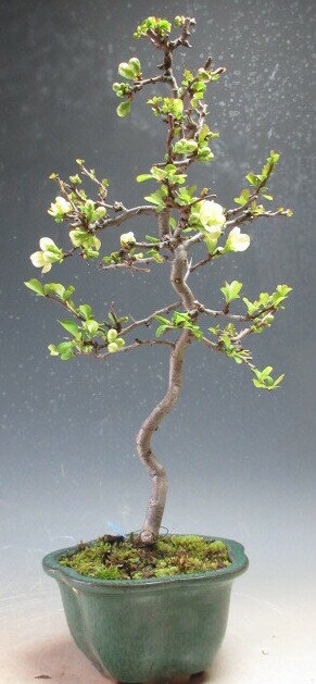 盆栽　白花長寿梅の盆栽【現品】（沖縄・離島発送不可）