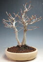盆栽 富士ブナの鉢植え(三幹)【現品】