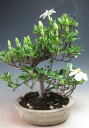 盆栽 花芽付き!クチナシ(一重咲き)(丸葉)【現品】2025初夏開花中